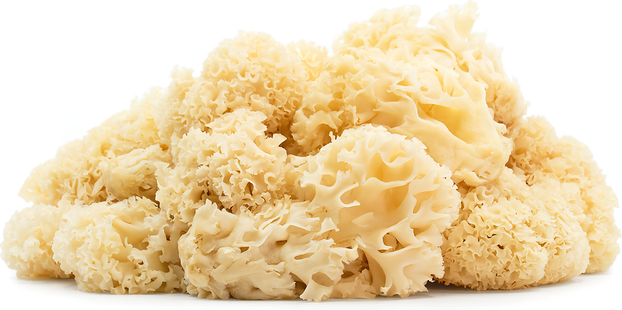 Cauliflower Mushroom - PNW- per lb