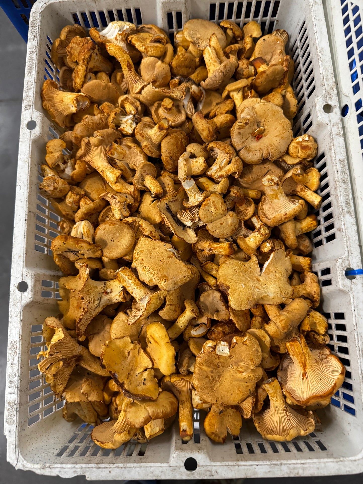 Chanterelle Mushrooms - PNW - per lb