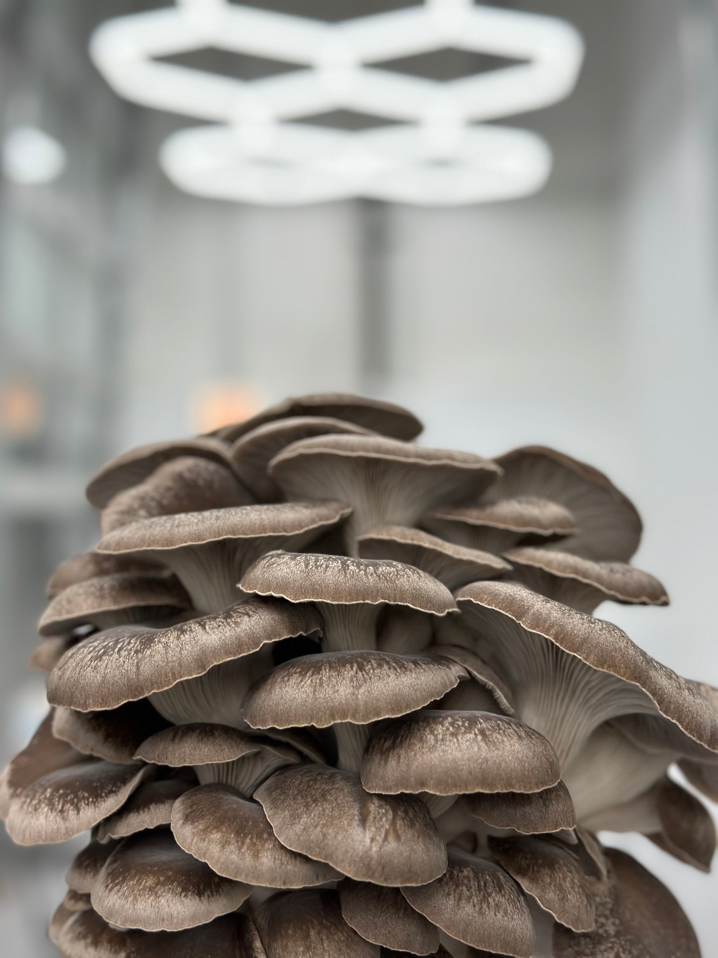Black Oyster Mushroom - 8oz