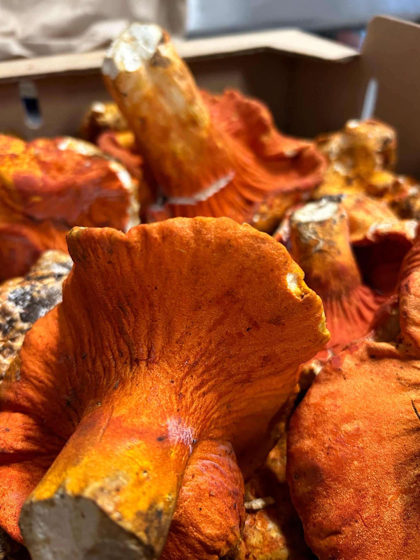 Lobster Mushrooms - PNW - per lb