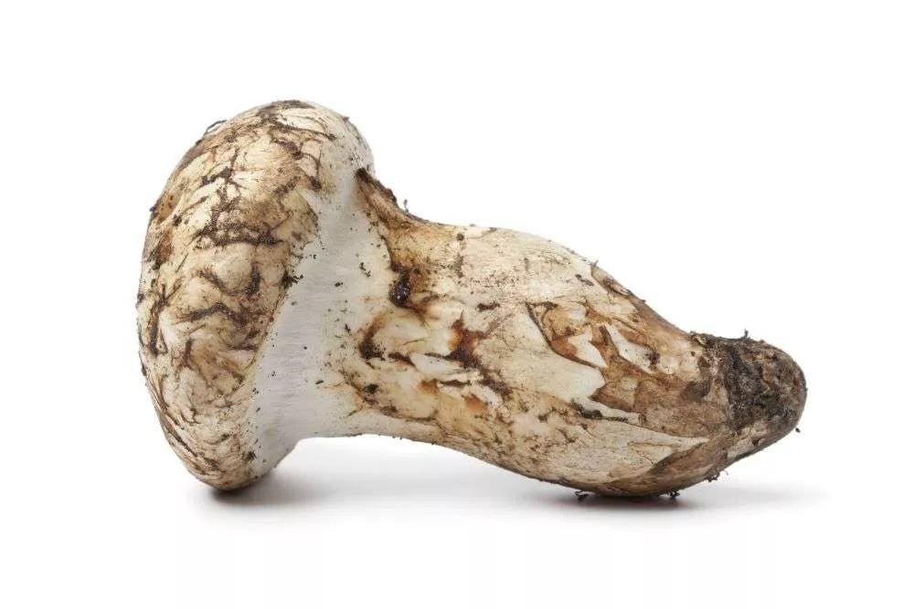 Matsutake #1 - per lb