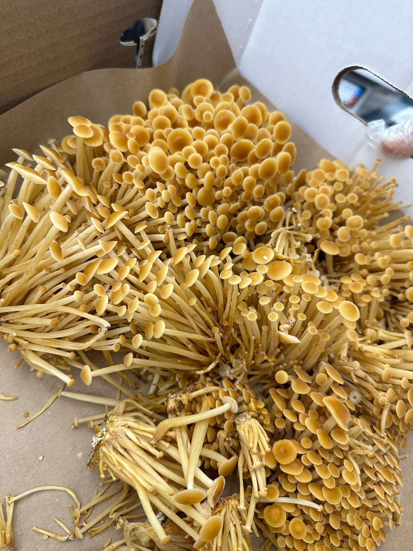 Golden Enoki Mushrooms - 3lb/case
