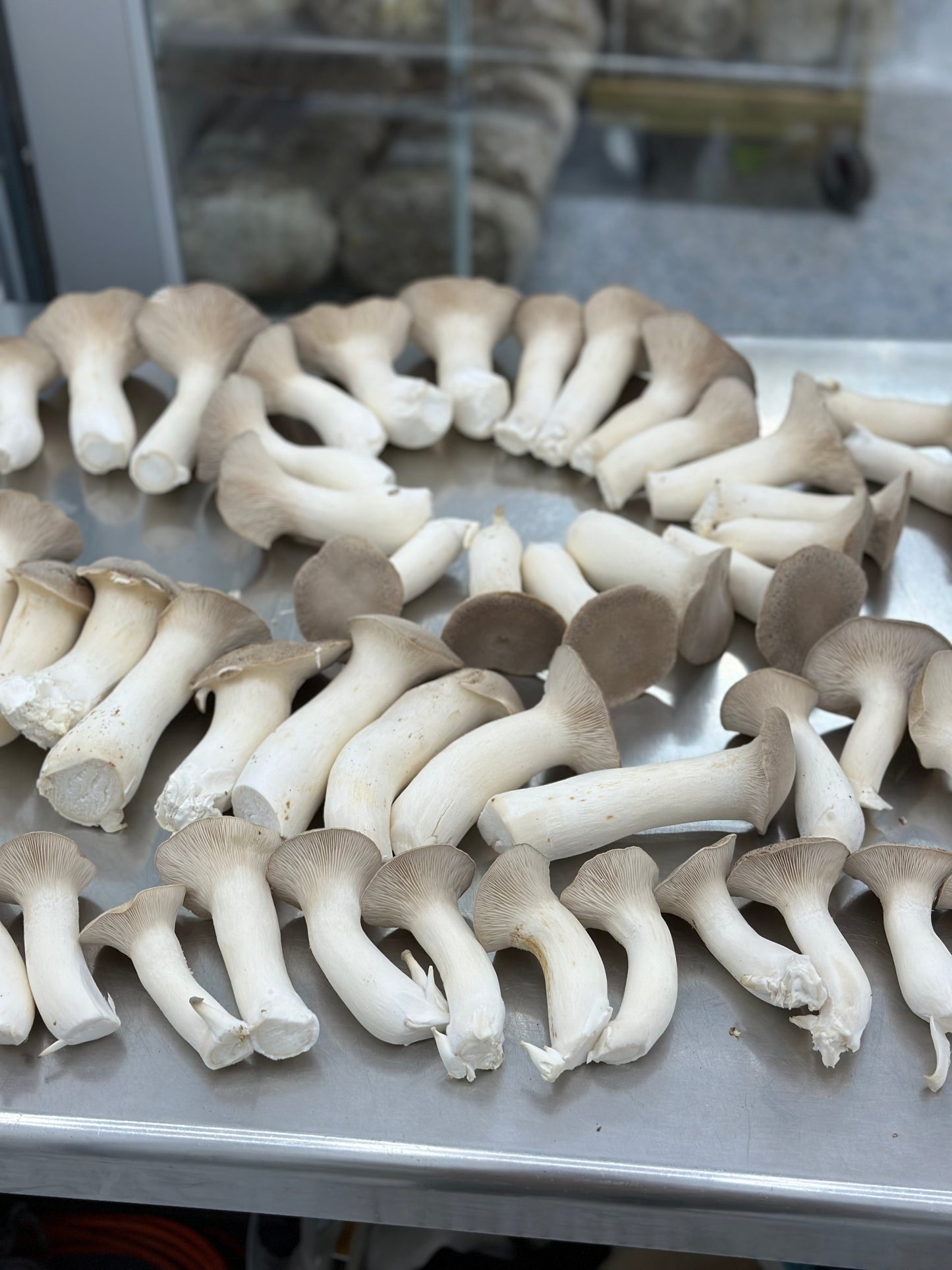 King Trumpet - 7lb/case