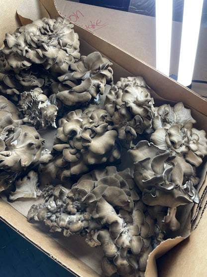 Maitake Mushrooms - $13.5/lb - 6lb/case