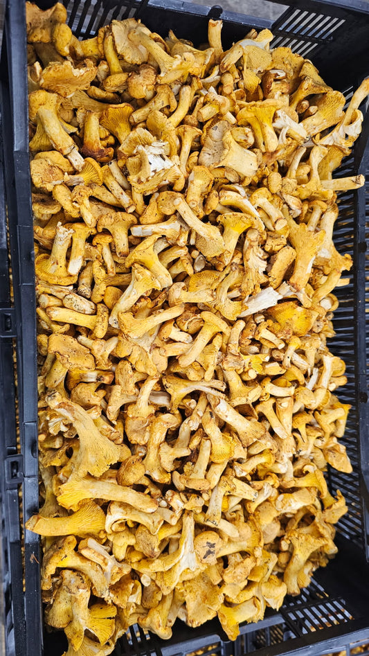 Chanterelle Mushrooms (Button) - Europe - per lb