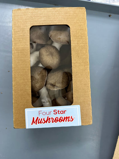 Black Oyster Mushroom 8oz Pack - 4lb Case (8 units)