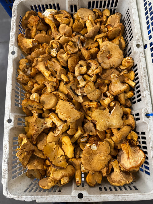 Chanterelle Mushrooms (Mixed Size) - PNW - per lb