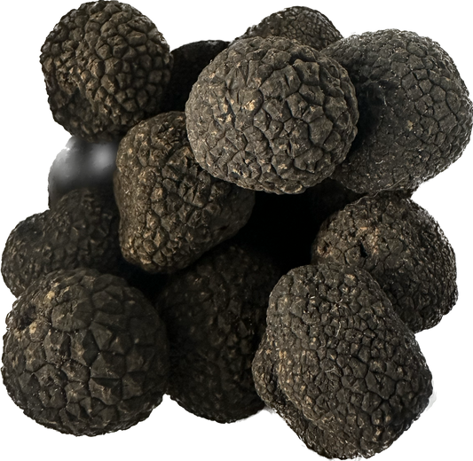 Black Winter Truffle (Tuber melanosporum)