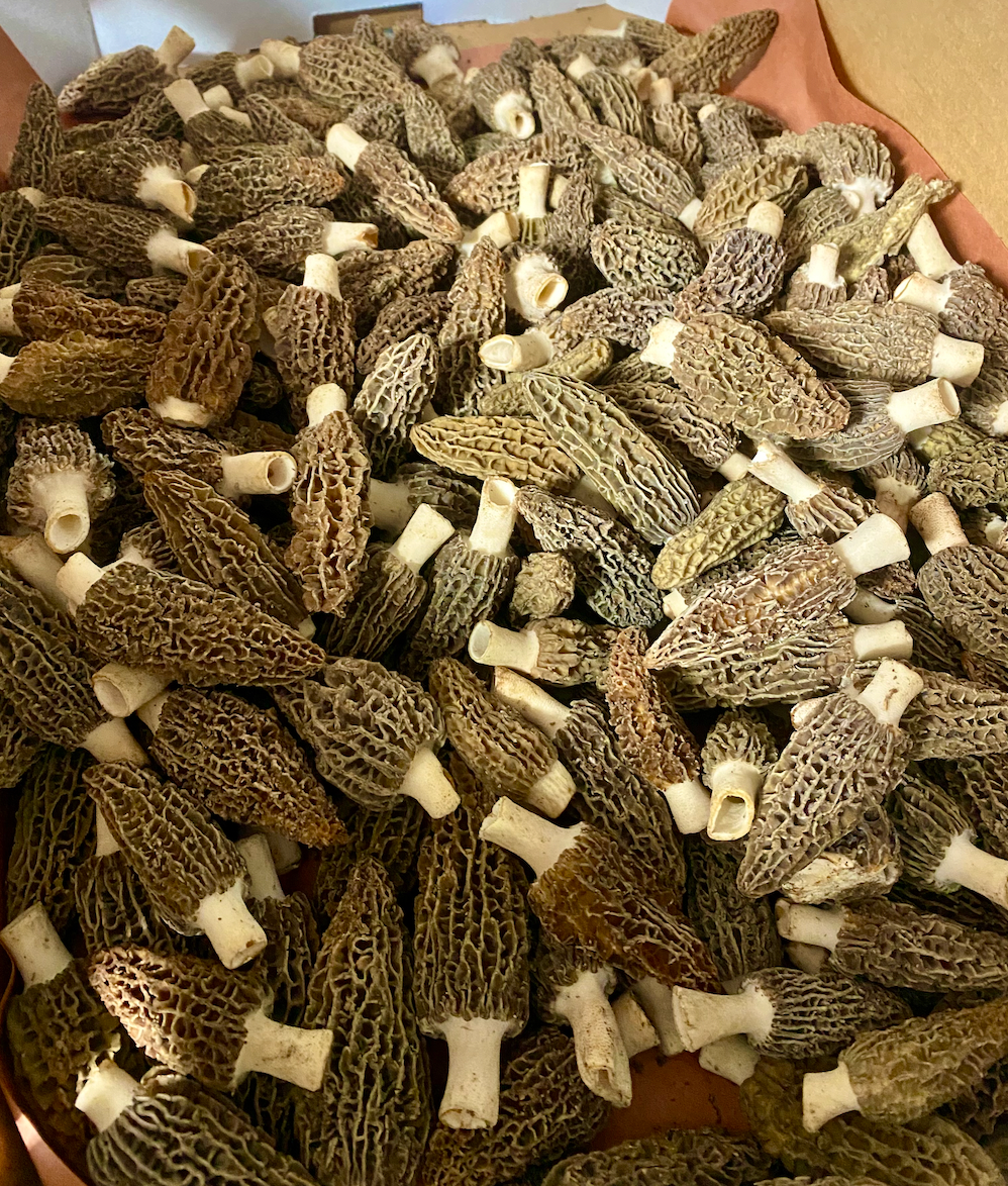 Morel Mushrooms - Import - per lb