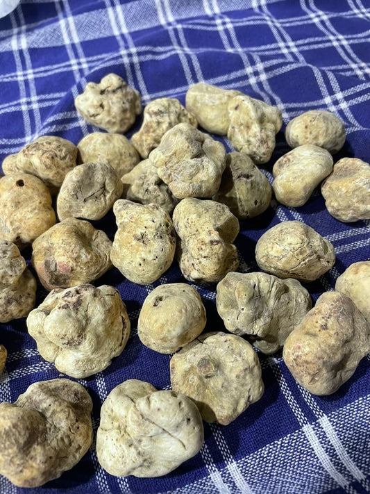 White Winter Truffle - FIRST SELECTION - (Tuber magnatum) - ITALY - per oz