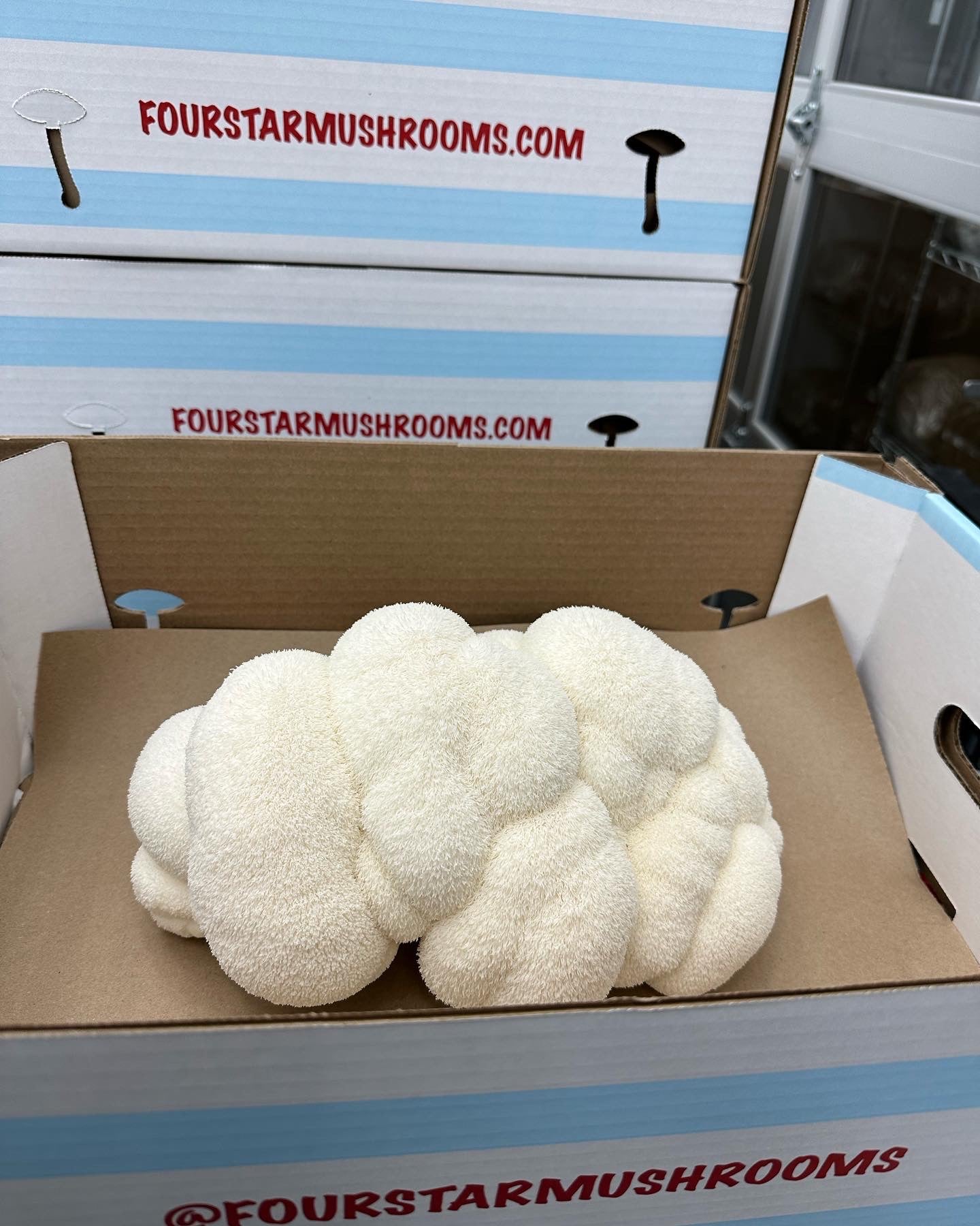 Lion's Mane Mushroom  - 7lb/case