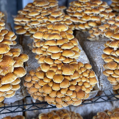 Chestnut Mushrooms - $13/lb - 6lb/case