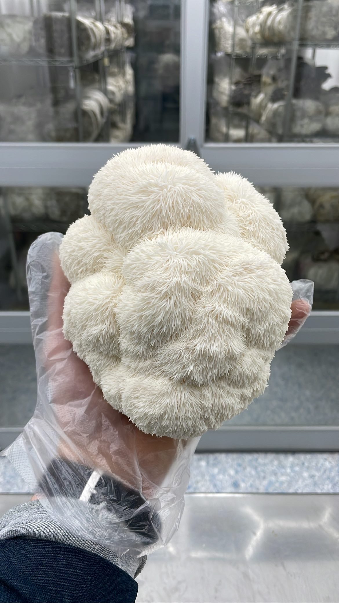 Lion's Mane Mushroom - $12/lb - 7lb/case