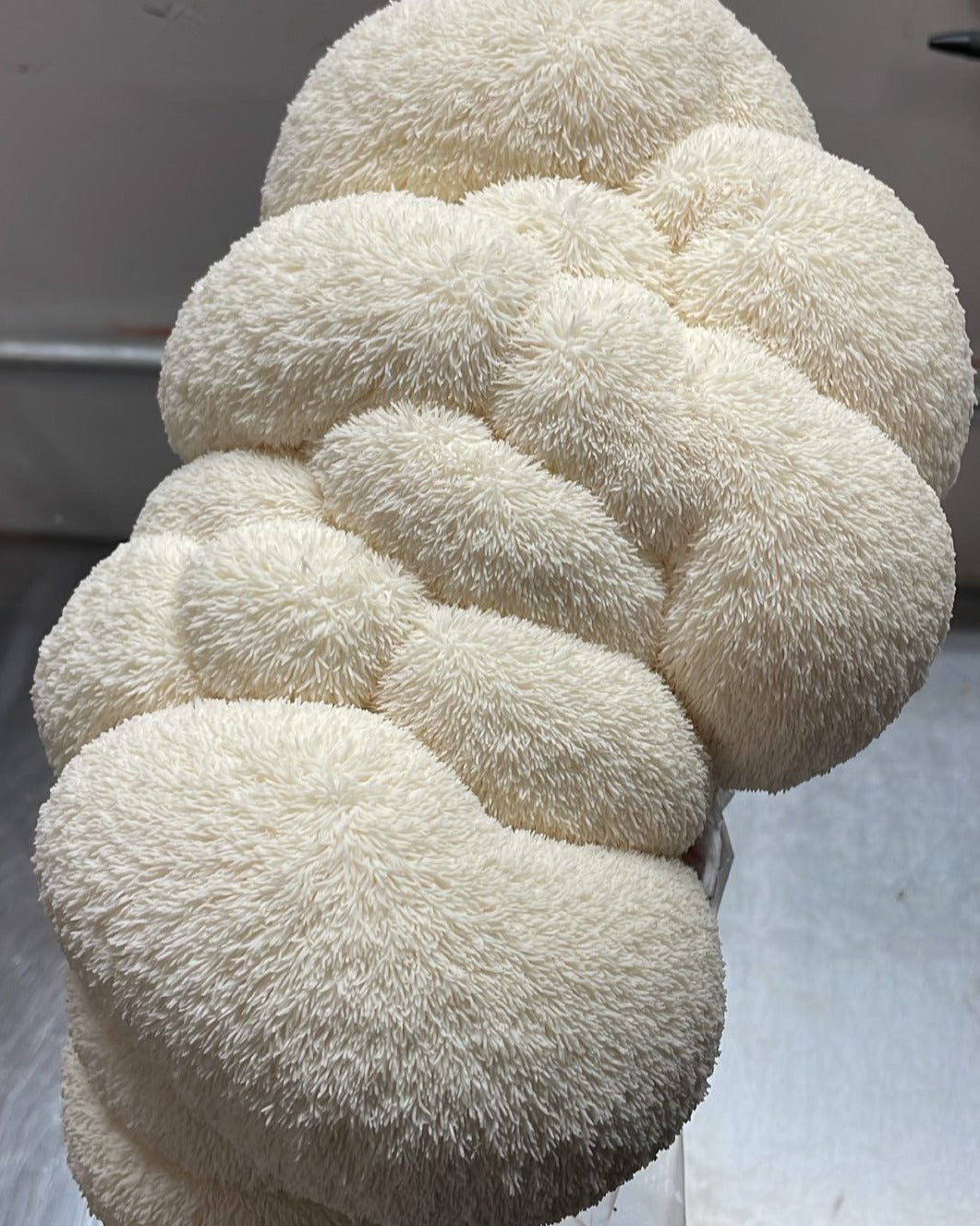 Lion's Mane Mushroom  - 7lb/case