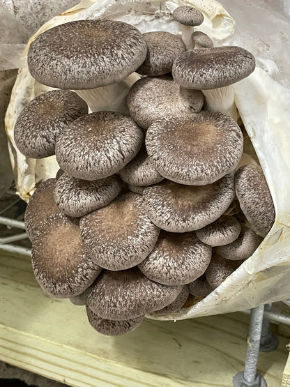 Black Oyster Mushroom - $12/lb - 6lb/case