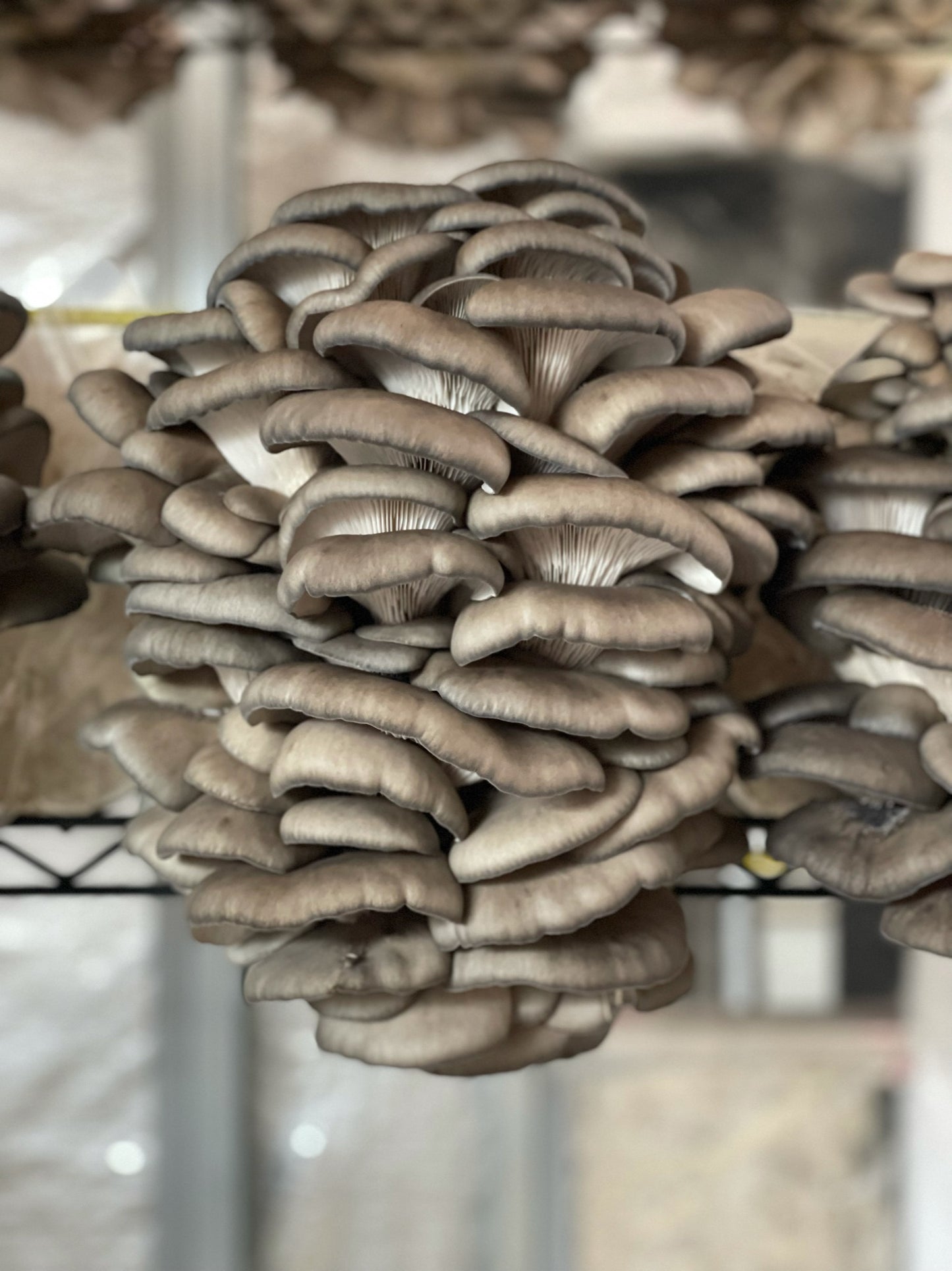 Blue Oyster Mushroom - $12/lb - 6lb/case