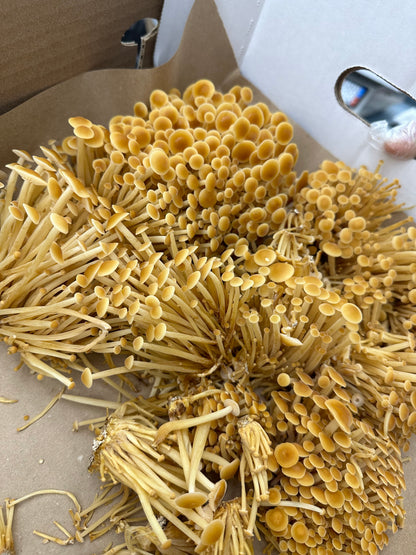 Golden Enoki Mushrooms - $24/lb - 3lb/case
