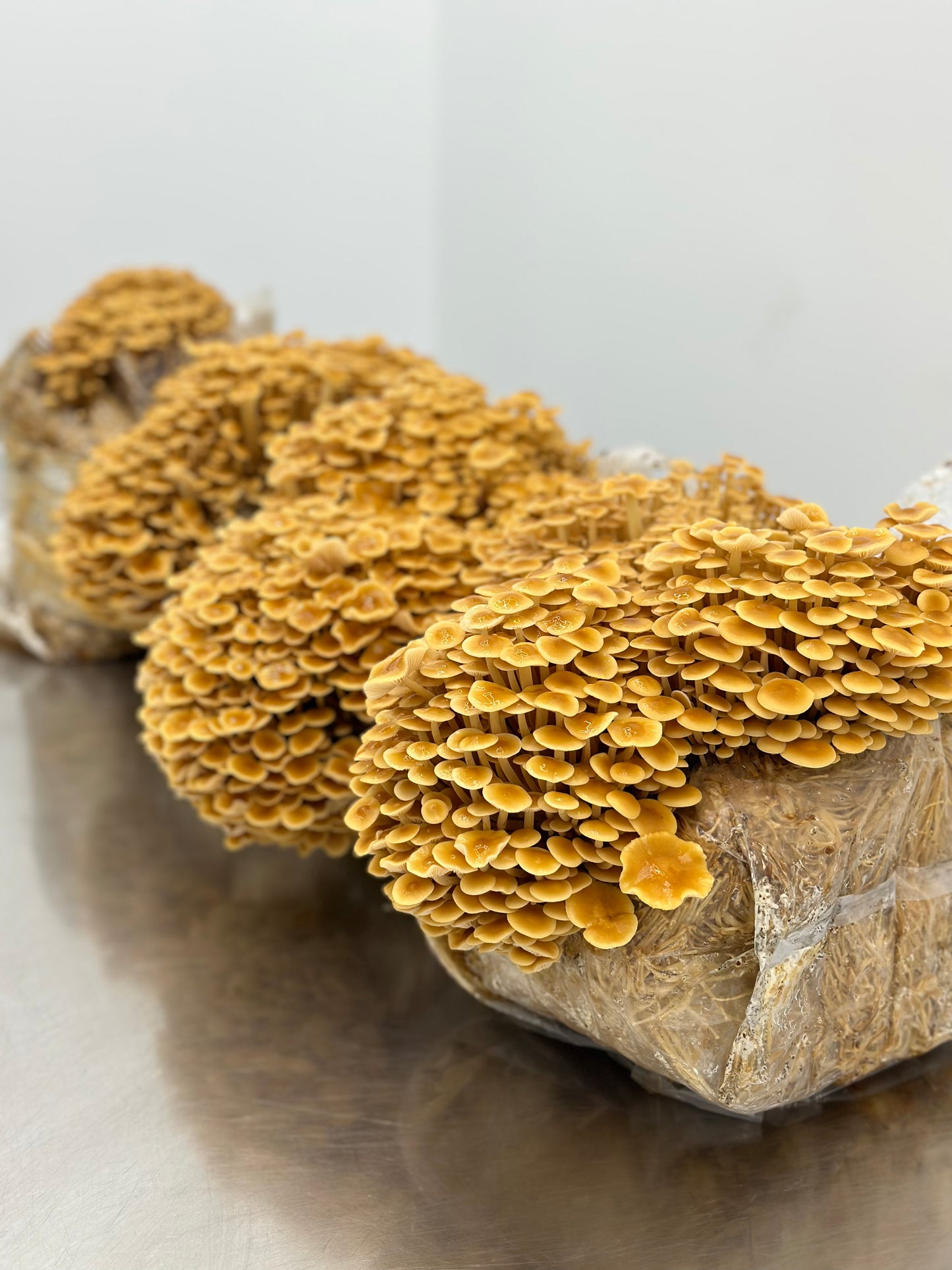 Golden Enoki Mushrooms - $24/lb - 3lb/case